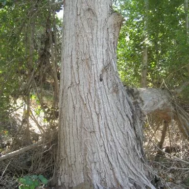 large trunk of Fremont Cottonwood tree