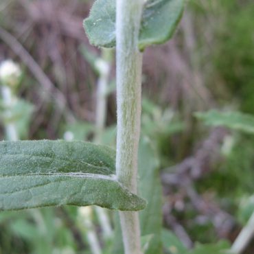 Close-up pale green/white stem with oblong smooth green leaves