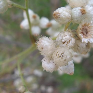 California Everlasting white flower heads shedding seeds