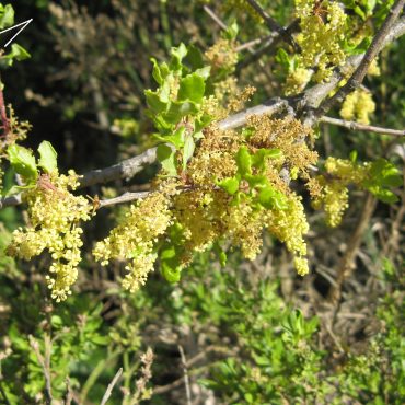 male catkins blooming with yellow flowers along branch