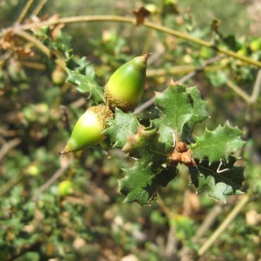 two green acorns growing on branch