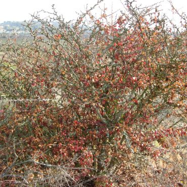 Large bush with prickly pods