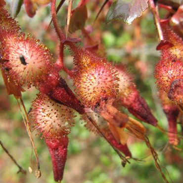 cluster of prickly pods of the fuscia-flowered gooseberry