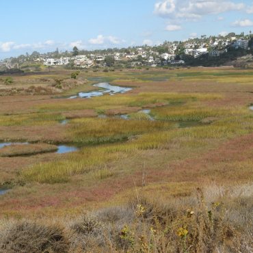 central Basin fields with pink Pickleweed