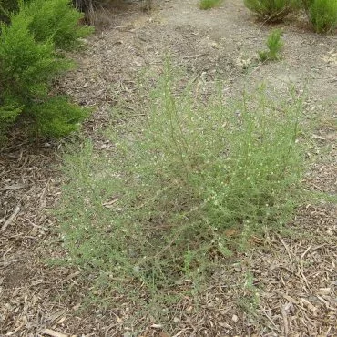 small bush on ground