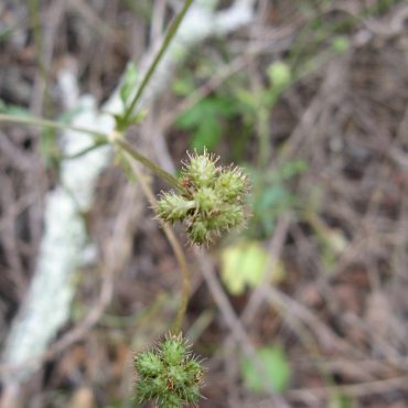 an umbellet of small prickly green fruit