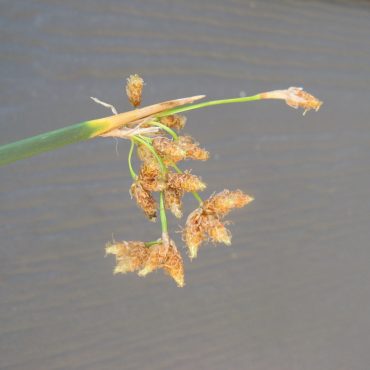 small brown cone-like flowers of the California Bulrush