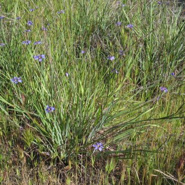 Field of grass with small purple flowers
