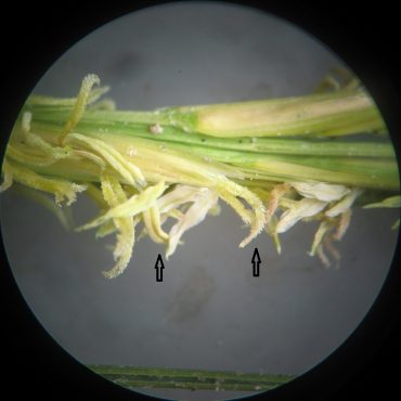 microscope picture of cord grass florets with anthers and styles