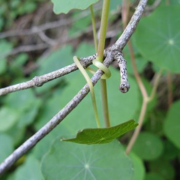 leaves of nasturtium twining around branch