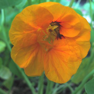 close up of orange nasturtium flower with bee guides