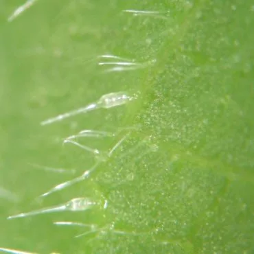 extreme close up of hairs on leaves