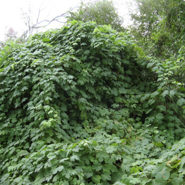 large wall of green leaves