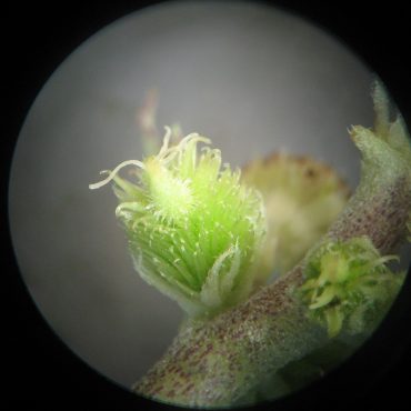 microscopic view of spiky pod opening