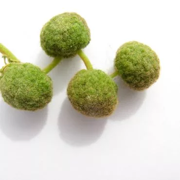 small green balls connected