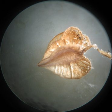 Microscopic image of brown verbena seed pod