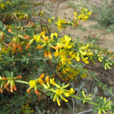 yellow and orange tube-shaped flowers on branch
