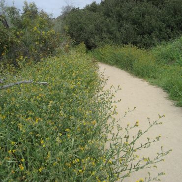 trail lined with long stems and yellow flowers on top