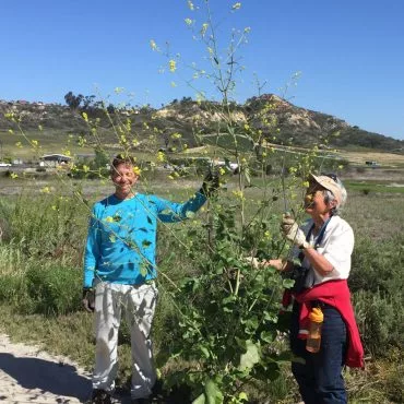 Nature Collective volunteers holding large uprooted Black Mustard plant
