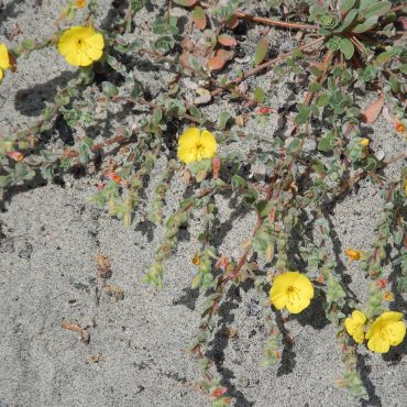 six yellow beach prim roses on vines stretching onto the sand