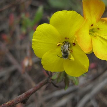 yellow flower with 4 petals