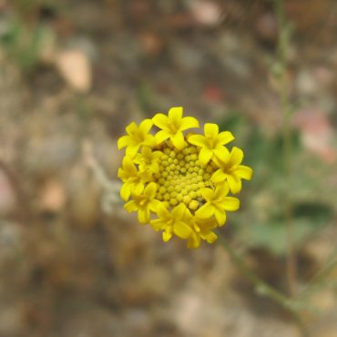 close up of yellow pincushion flower head