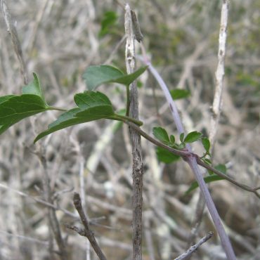 side view of branch and 3 leaves on it