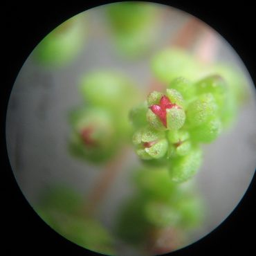 microscopic photo of flowers with sepals developing ovaries