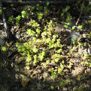 cluster of green pygmy stone crop in dirt