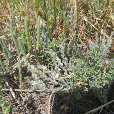 Alkali Weed growing by the Rios trailhead