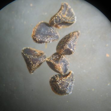 microscopic view of 4 small black seeds