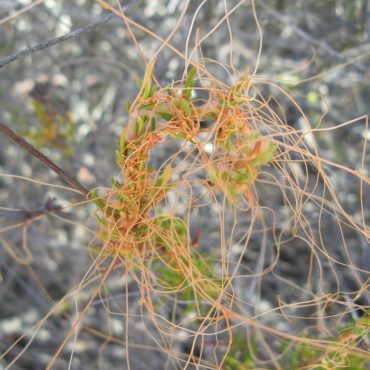 orange tendrils of California dodder and small green leaves