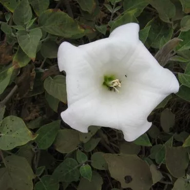 white flower with circular shape