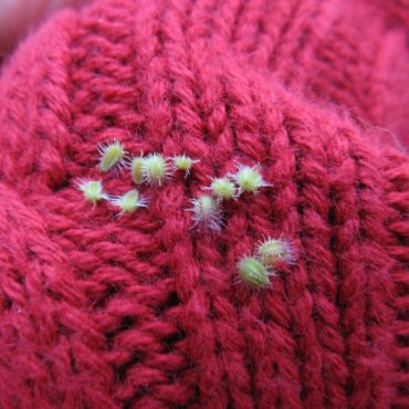 tiny seed pods on sweater