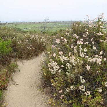 pink and white California Buckwheat lining the Holmwood Canyon trail
