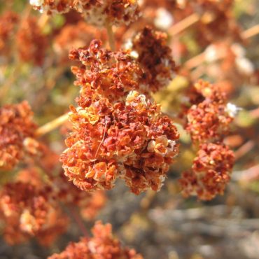 dark orange dried California Buckwheat blossoms