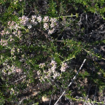small pink and white buds of the California Buckwheat