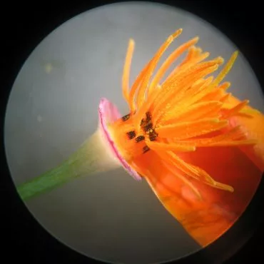 microscopic view of orange flower and pollen holders