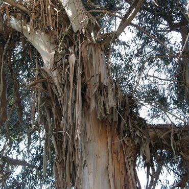 Brown bark of Eucalyptus tree