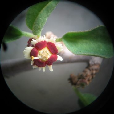 microscopic view of white and red mini flower