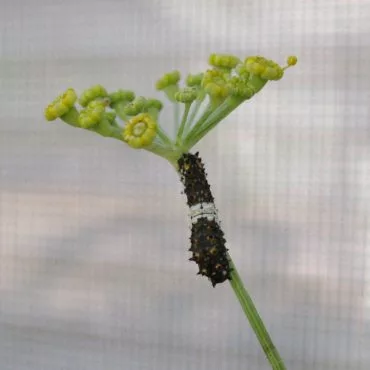 caterpillar climbing stem
