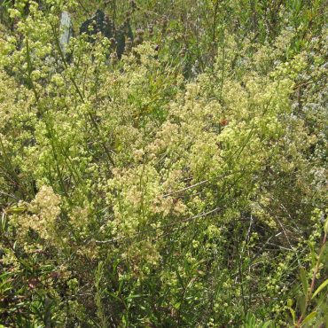 cluster of Narrow-Leaf Bedstraw plants in full bloom on the Rios trailhead