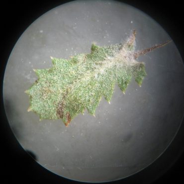tiny spiked green leaf under microscope