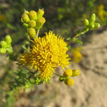 yellow flowers with tube-like petals