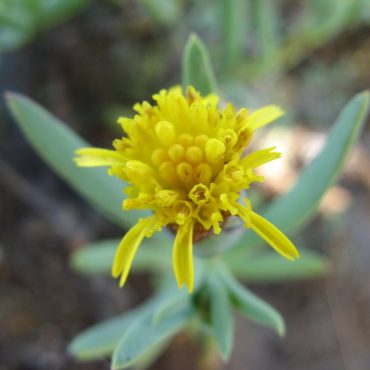 Small yellow flower with green leaves surrounding
