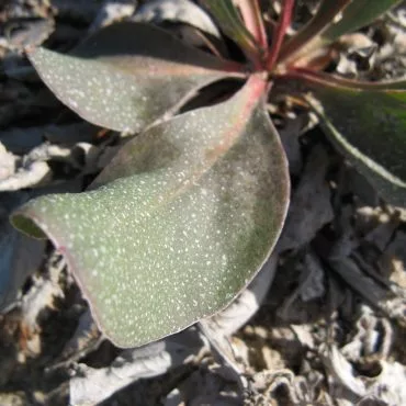 Salt deposit on leaf surface