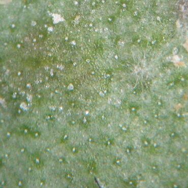 microscopic view of leaf with white dots on it