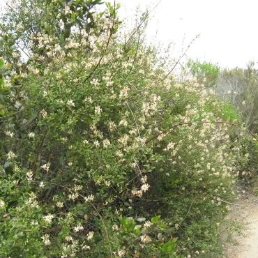 bush on trail with small cream colored flowers on branches