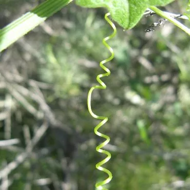 Green curly strand