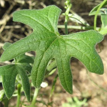 Large green leaf